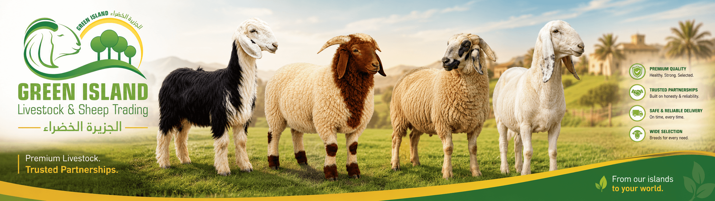 Sheep